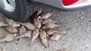 Birds Swarm Around Seed Pod We Crushed Under Our Tire in Hawaii [upl. by Clementius]