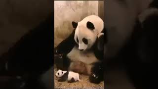 Sneezing Baby Panda🐼  shortvideo shorts PandaChannel [upl. by Delanty]