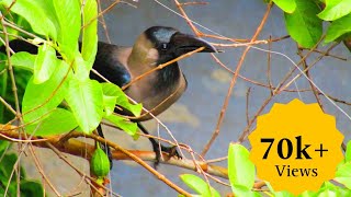 Struggle Of Crow For Making Nest House CrowIndian Wildlife [upl. by Bautista]