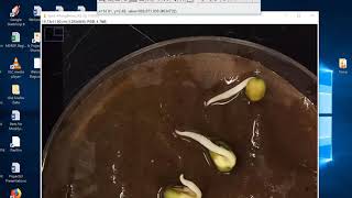 How To Measure Phaseolus aureus Root Length Using ImageJ [upl. by Anippesuig11]