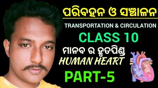 ପରିବହନ ଓ ସଞ୍ଚାଳନTransportation amp Circulation  Human Heart  class 10 biology chapter3 Part5 [upl. by Fariss637]