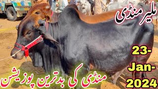 Malir Mandi Cattle Rates Update 23jan2024  Malir Mandi Update  Cow Mandi 2024 [upl. by Orfinger915]