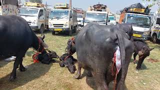 Baffalo Market Utter Pradesh  Pashu Mandi  Murra Buffalo  Cow Farm India  Haryana Bhes Salahpur [upl. by Malamud113]