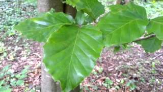 Comparison of Beech and Hornbeam tree features O [upl. by Krutz]