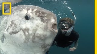 Strange Sunfish and Hope for the Ocean  National Geographic [upl. by Verena572]