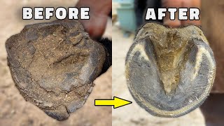 Farrier Horse Hoof Repair Horseshoeing Restoration Oddly Satisfying  farrier asmr [upl. by Rosina]