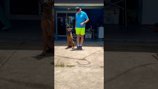 Using Leash Pressure For Sit dogtraining dogtrainer dogtrainingtips rhodesianridgeback [upl. by Nnaaihtnyc]