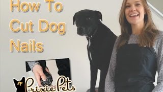 Dog Nails  How to CutTrim Your Dogs Nails [upl. by Ettennod80]