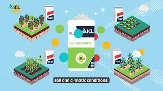 Using Polysulphate to improve NPK Production  ICL [upl. by Ferriter]