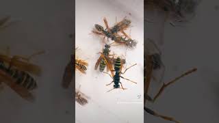 ЯКІ ГНІЗДА РОБЛЯТЬ ОСИ ПОЛІСТИ І ПАРАВЕСПУЛА WASPS Vespidae Polistes Paravespula Ентомологія Київ [upl. by Erolyat403]