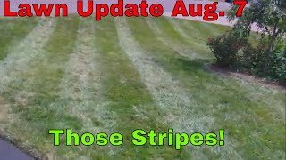 Lawn Update August 7 2018  Glyphosate or Diquat [upl. by Rehctaht]