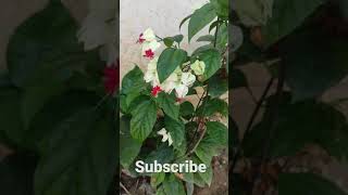 Beauty Of Bleeding Heart Vine  Clerodendrum thomsoniae  YT Shorts [upl. by Netsruk]