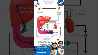 Metabolismo de la bilirrubina shorts medicinahumana [upl. by Adniroc]