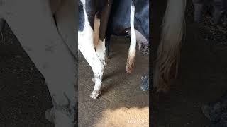 Treatment of shooting diarrhoea in cow amp buffalo Protozoal diarrhoea Bacterial diarrhoeashortsv [upl. by Avat630]