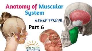 Anatomy of Muscular System Muscles of Mastication Interesting Video with Amharic Speech Part 6 [upl. by Ahsirahc]