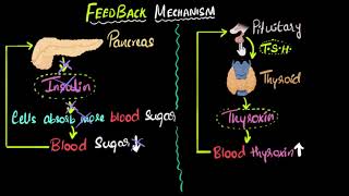 Hormone feedback mechanism  Control amp Coordination  Biology  Khan Academy [upl. by Georgianne535]