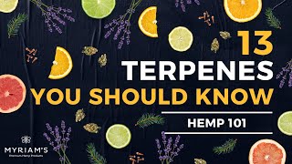 13 Cannabis Terpenes You Should Know [upl. by Samira672]