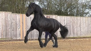 Friesian horse Apollo has been barefoot for 2 years how are his hooves [upl. by Arimlede]