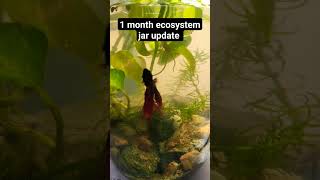 1 month Ecosystem jar setup update [upl. by Yahiya]