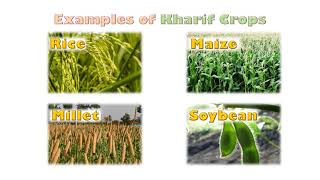 Types of Crops  Rabi and Kharif Crops [upl. by Hayouqes]