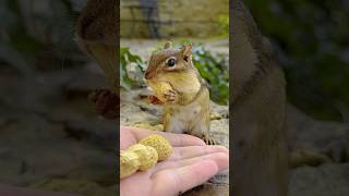 FEEDING CHIPMUNKS PEANUTS 🥜🐿😋 shorts [upl. by Oicor516]