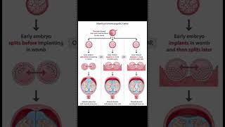 twins biology microorganisms science zygote [upl. by Ellecram]