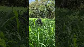 panicum maximum another good pasture grass very good for Nigeria climate [upl. by Buschi]