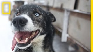 Sled Dogs More Than Meets the Eye  National Geographic [upl. by Billmyre]