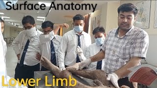 Lower Limb  Surface Anatomy amp Osteology [upl. by Oiziruam]