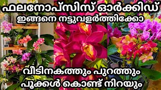 ഫലനോപ്സിസ് ഓർക്കിഡ് പൂക്കൾ കൊണ്ട് നിറയാൻ ഇങ്ങനെ ചെയ്താൽ മതി  Phalanopsis orchid complete care [upl. by Alyson535]