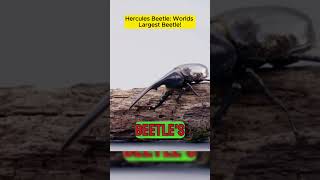 Hercules Beetle Worlds Largest Beetle [upl. by Annoif]