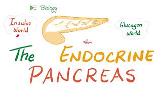 The Endocrine Pancreas Insulin Glucagon and Somatostatin  Endocrine Biology 🧪 [upl. by Llerehs]