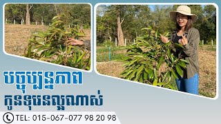 ធ្វើបច្ចុប្បន្នភាពកូនទុរេន ដែលដាំតាមរបៀបធម្មតាៗ ស្រែៗកាលពីថ្ងៃទី១៧ មករា ២០២៤ [upl. by Olwen721]