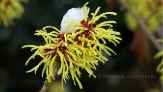 Zaubernuss Hamamelis [upl. by Clynes]