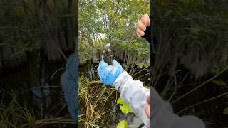 Fishing in the Everglades urbanfloridafishing bassfishing fishing [upl. by Cory187]