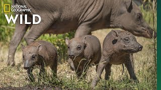 Extremely Rare Pig Births Even Rarer Triplets  Nat Geo Wild [upl. by Derrek]