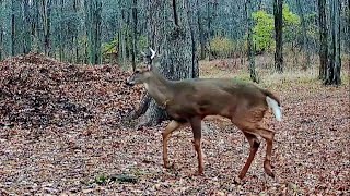 Injured deer buck will soon be coyote food [upl. by Hamburger543]