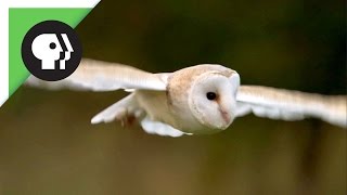 Owl Shows Off Silent Flight Superpower [upl. by Lowndes113]