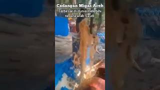 Temuan ribuan milyar barel migas aceh migas [upl. by Phyl]