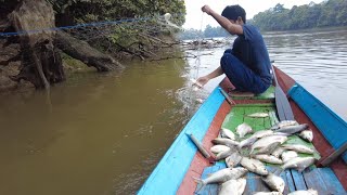 ANGKAT JARING IKAN TAWEAS SAMPAI DAPAT IKAN KELABAU [upl. by Neevan]