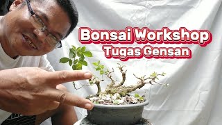 BONSAI WORK SHOP TUGAS GENSAN  BONSAI CUTBACK  VITEX PARVIFLORA [upl. by Ahsineb]