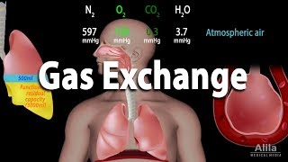 Gas Exchange and Partial Pressures Animation [upl. by Esialb]