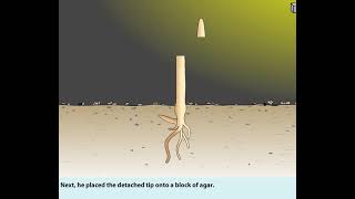 FW Went experiment isolating Auxins from coleoptile tips [upl. by Onitram]