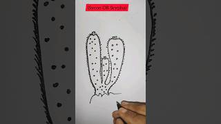 how to draw SyconScypha diagram easy stepshorts diagram viral drawing dailylearn [upl. by Kucik]