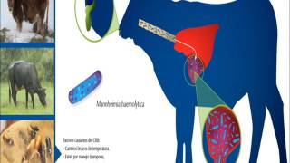 Mannheimia haemolytica Pasteurella haemolytica quotFiebre de embarquequot Narro UL [upl. by Lehar]