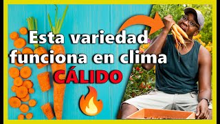 ✅Como sembrar ZANAHORIA en Macetas y en clima cálido [upl. by Iru]