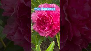 芍药品种“玫瑰心” Rose Hearts 初開深粉紅色 色泽鲜艳 随后渐渐退色 集锦 Peony Rose Heart [upl. by Esoj]