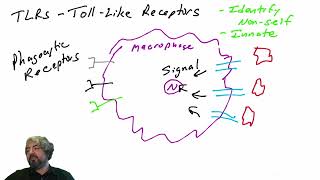 TollLike Receptors TLRs  part 1 [upl. by Wojcik]