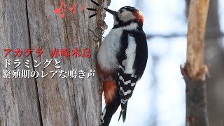 アカゲラ（キツツキ）のドラミングと鳴き声（地鳴き、求愛）  Great Spotted Woodpecker Call and Drumming  赤啄木鳥あかげら  北海道野鳥 [upl. by Eisen]