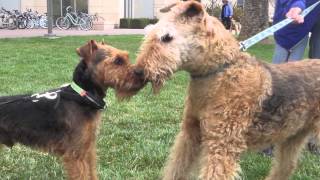 Welsh Terrier Jax Transforms Into Airedale Terrier [upl. by Niarfe]